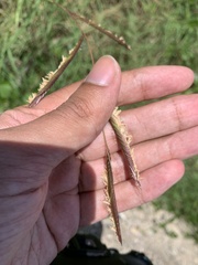 Sporobolus pumilus