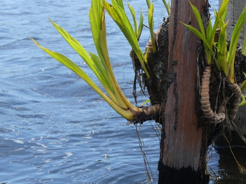 Ludovia lancifolia, photograph 3