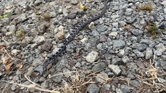 Pantherophis alleghaniensis