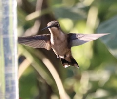 Archilochus alexandri