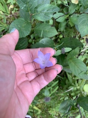Campanula rotundifolia