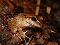 Craugastor metriosistus