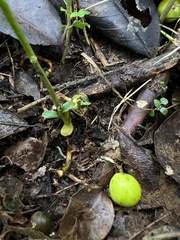 Daphnopsis caracasana