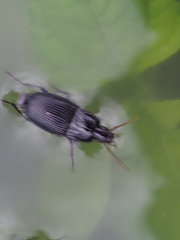 Pterostichus
