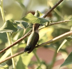 Archilochus alexandri