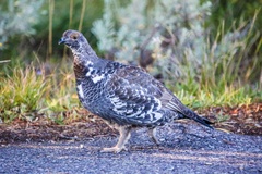 Dendragapus obscurus