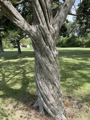 Carpinus caroliniana
