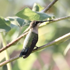 Archilochus alexandri