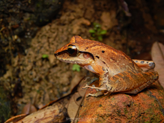 Craugastor longirostris