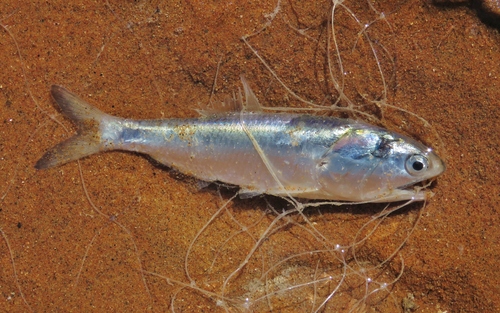 Anchovy (Cetengraulis mysticetus) — Engraulidae — 3