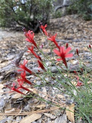 Ipomopsis tenuifolia