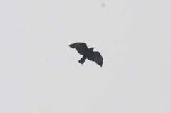 Buteo brachyurus