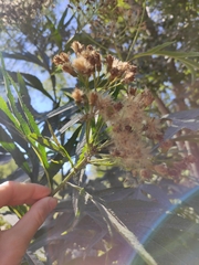 Jacobaea cannabifolia