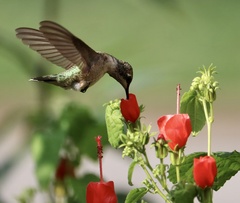 Archilochus colubris