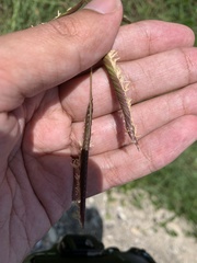 Sporobolus pumilus