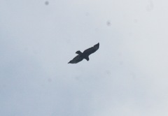 Buteo brachyurus