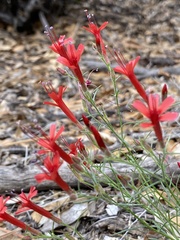 Ipomopsis tenuifolia