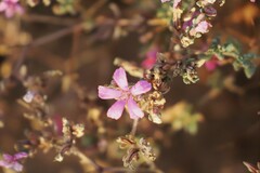 Frankenia serpyllifolia