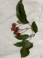 Malus baccata