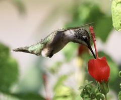 Archilochus colubris