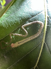 Stigmella saginella