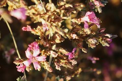 Frankenia serpyllifolia