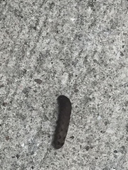 Spodoptera dolichos