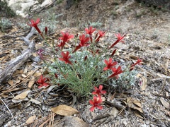 Ipomopsis tenuifolia