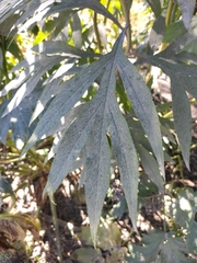 Jacobaea cannabifolia