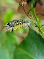 Ctenucha virginica