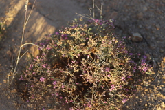 Frankenia serpyllifolia