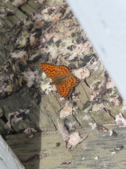 Boloria