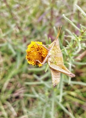 Sphenarium purpurascens