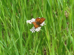Boloria