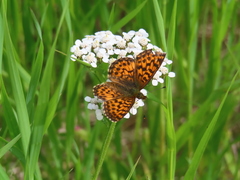 Boloria