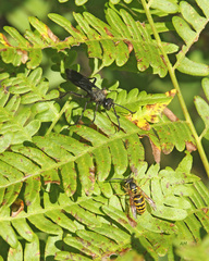 Vespula flavopilosa