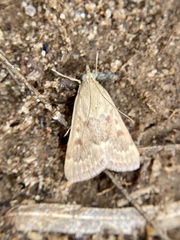 Achyra rantalis