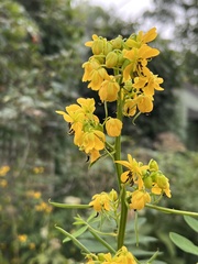 Senna marilandica