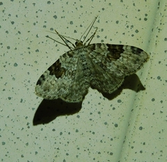 Xanthorhoe iduata
