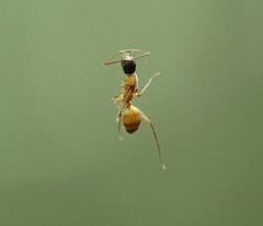 Camponotus americanus