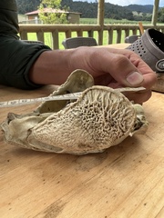 Cuniculus taczanowskii