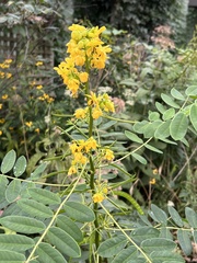 Senna marilandica