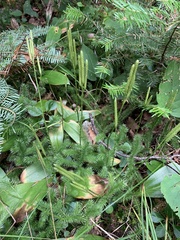 Lycopodium clavatum