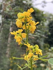 Senna marilandica