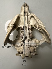 Cuniculus taczanowskii