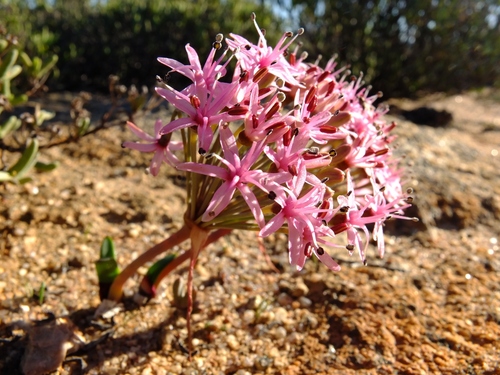 Hessea breviflora