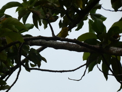 Setophaga discolor