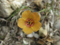 Linum puberulum