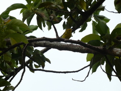 Setophaga discolor