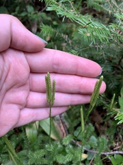 Lycopodium clavatum
